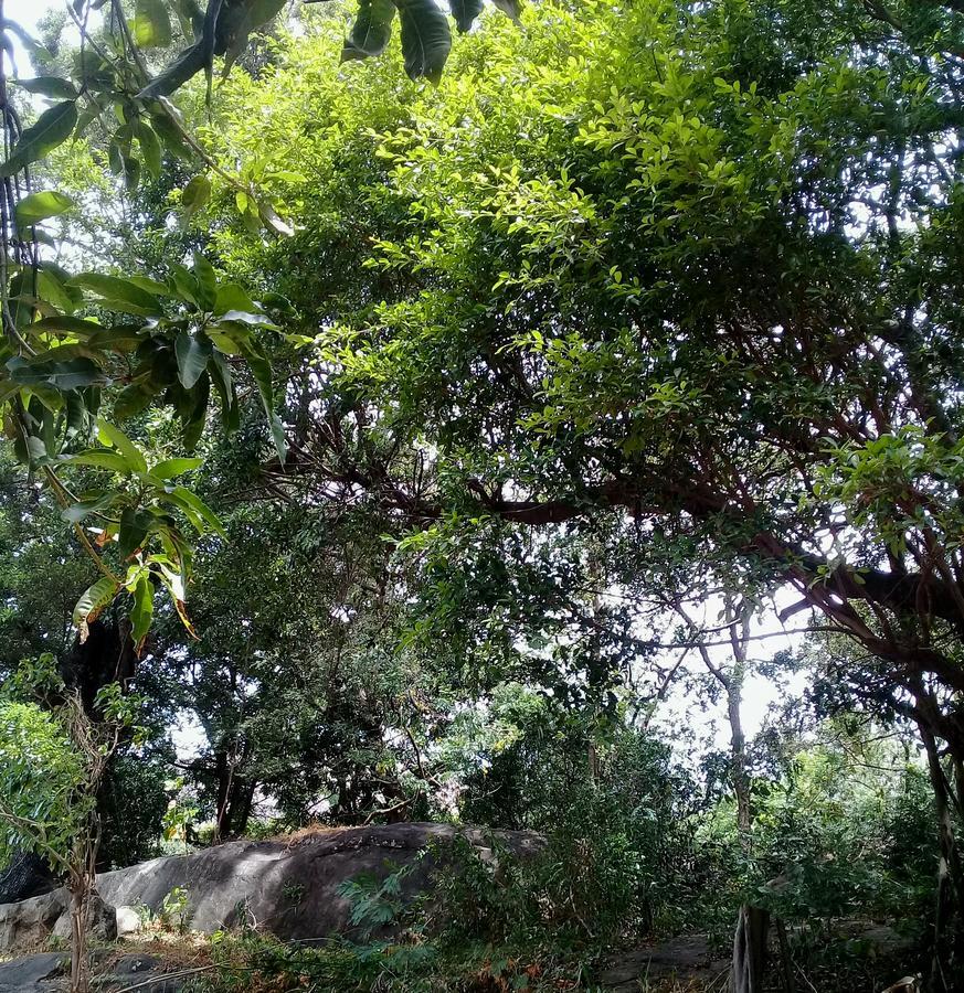 Dambulla Sun Vsh Holiday Exterior foto